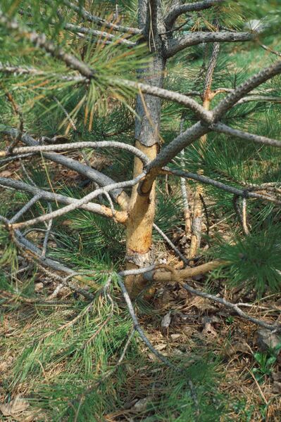 A young red pine (<em>Pinus resinosa</em>) with bark stripped by a meadow vole (<em>Microtus pennsylvanicus</em>).