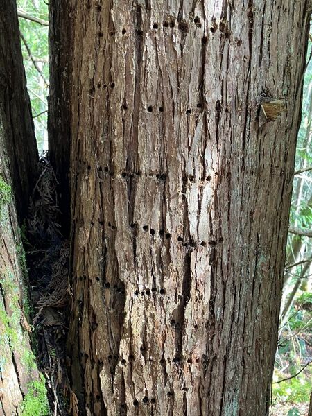 Sapsucker damage on western redcedar.