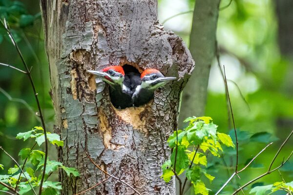 A pair of juvenile pileated woodpeckers (<em>Dryocopus pileatus) </em>in tree cavity nest.