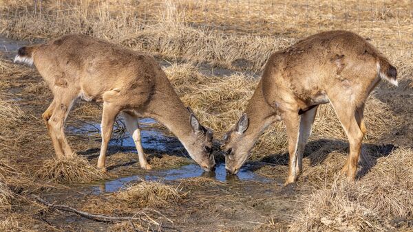 Sitka deer (<em>Odocoileus hemionus </em>subsp. <em>sitkensis).</em>