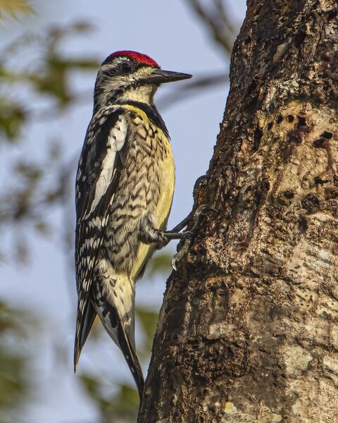 Female yellow-bellied sapsucker (<em>Sphyrapicus varius</em>) on a tree trunk.