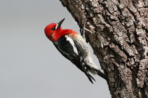 The male and female red-breasted sapsucker (<em>Sphyrapicus ruber</em>) look alike.