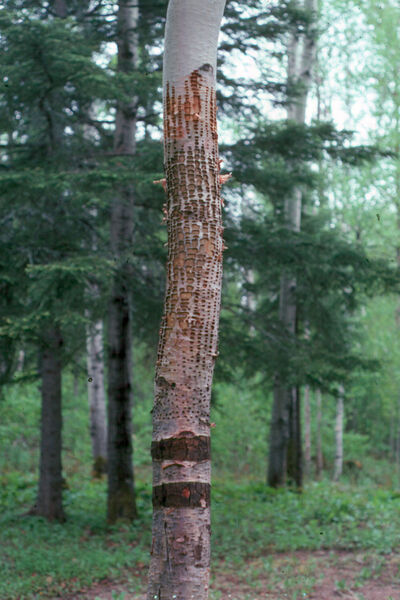 Tree with sapsucker damage (feeding holes).