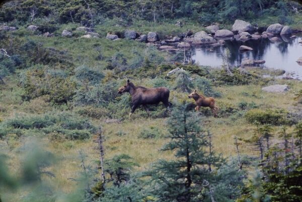 Female moose ((<em>Alces alces)</em> with young calf.