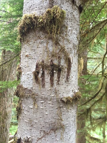 Grizzly bear claw marks on a tree trunk.