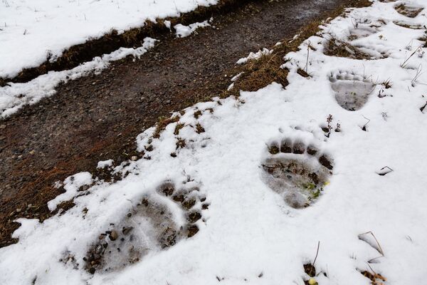 Grizzly bear tracks in the snow.