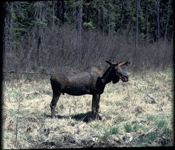 Moose (<em>Alces alces</em>).