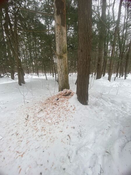 Pileated woodpecker (<em>Dryocopus pileatus) </em>damage to a tree.