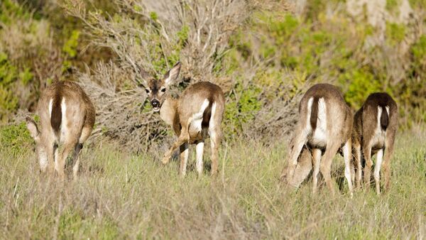 Columbian blacktail deer (<em>Odocoileus hemionus </em>subsp. <em>columbianus).</em>