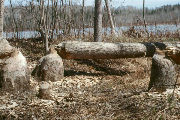 A felled tree and conical stump surrounded by wood chips resulting from the activity of a beaver.