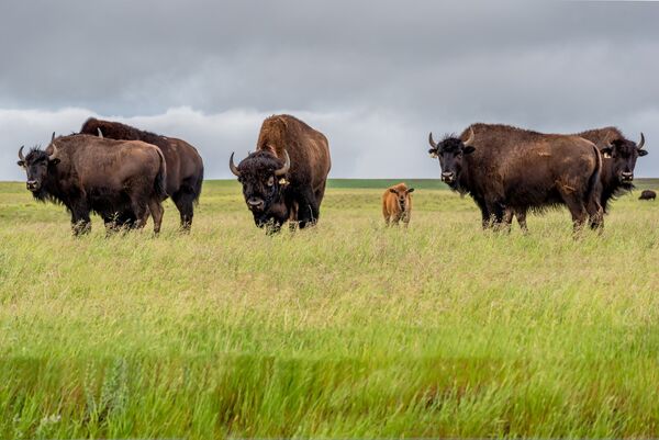 Plains bison (<em>Bison bison </em>subsp.<em> bison).</em>