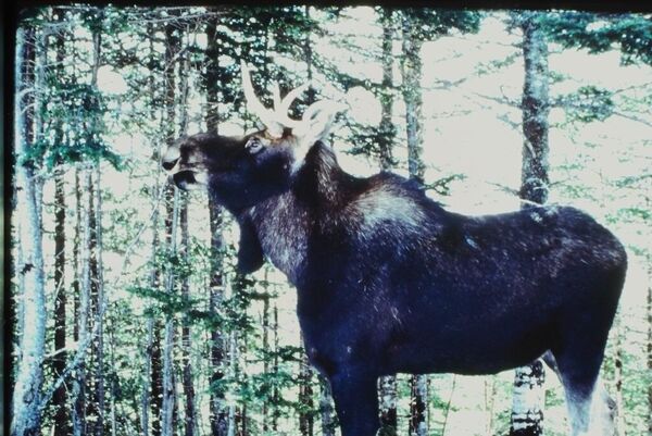 Moose (<em>Alces alces</em>) feeding on balsam fir (<em>Abies balsamea</em>) branches.