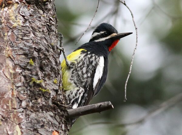 A male Williamson’s sapsucker (<em>Sphyrapicus thyroideus</em>).