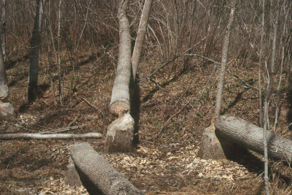 Several felled trees and conical stumps surrounded by wood chips resulting from the activity of a beaver. Also note the notched, partially chewed trunk on the extreme left of the photograph.