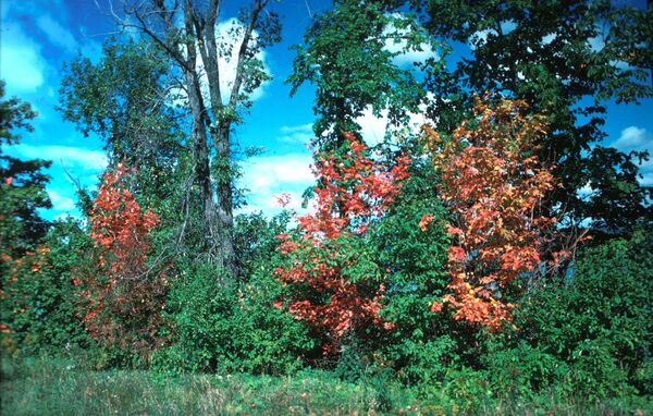 Multiple young broadleaf trees along a field fence-line killed by meadow voles (<em>Microtus pennsylvanicus</em>).