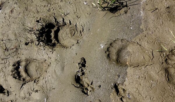 A set of black bear tracks on a river bank in British Columbia, Canada.