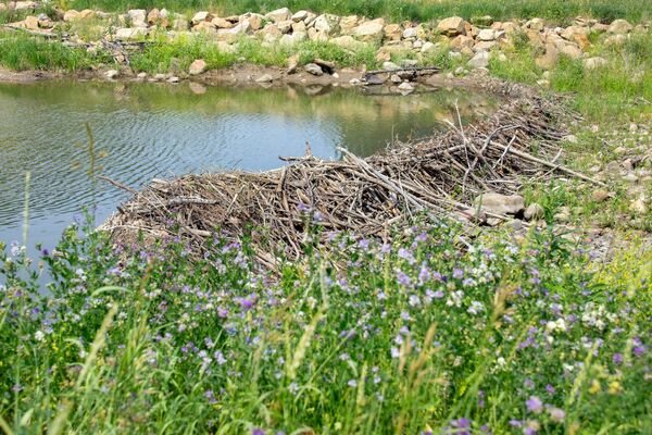 A beaver dam.