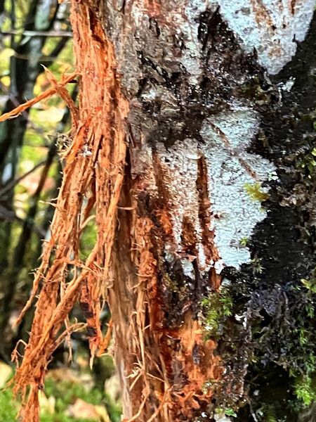 Columbian blacktail deer (<em>Odocoileus hemionus </em>subsp. <em>columbianus) </em>damage to a tree.