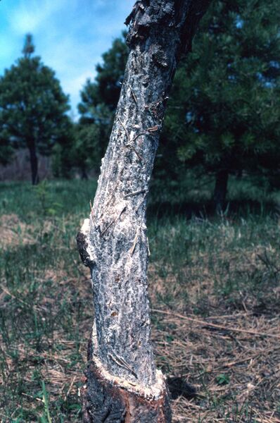 A Scots pine (<em>Pinus sylvestris</em>) Christmas tree where a meadow vole (<em>Microtus pennsylvanicus</em>) has stripped the bark near the tree’s base.
