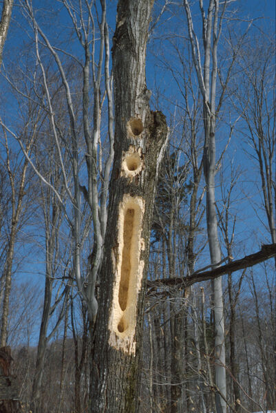Large feeding furrows made by a pileated woodpecker (<em>Dryocopus pileatus).</em>