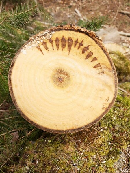 Sapsucker damage on poplar.
