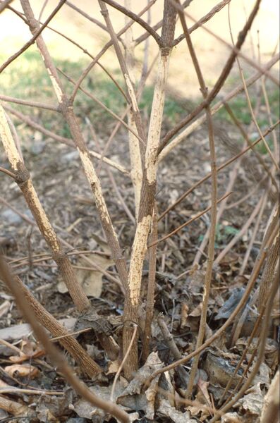 Common lilac with bark stripped by a meadow vole (<em>Microtus pennsylvanicus</em>).