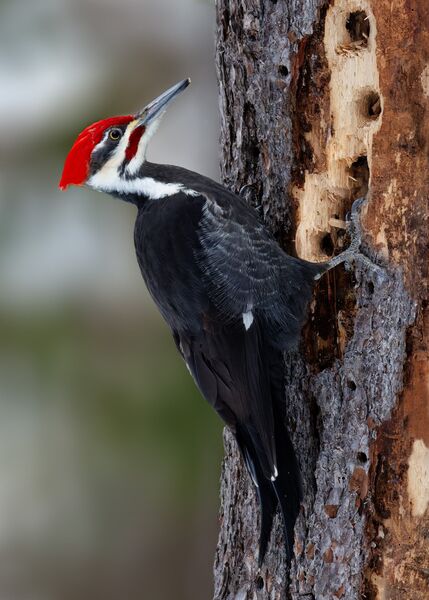 Pileated woodpecker (<em>Dryocopus pileatus) </em>searching for insects.