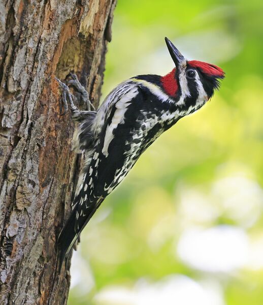 A male yellow-bellied sapsucker (<em>Sphyrapicus varius</em>) on a tree trunk. Quebec, Canada