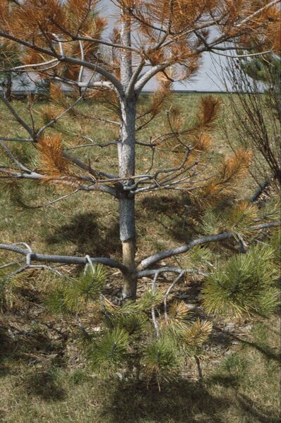 Bark from an immature red pine (<em>Pinus resinosa)</em> notched by a meadow vole (<em>Microtus pennsylvanicus</em>).