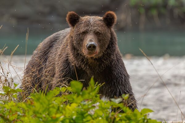A grizzly bear (<em>Ursus arctos)</em>.