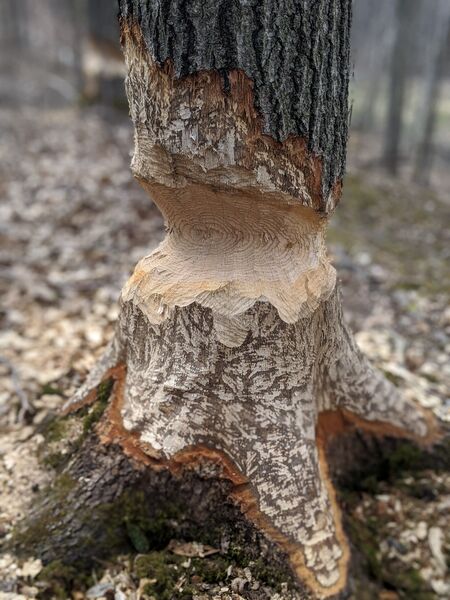 Partially chewed trunk caused by the activity of beavers.