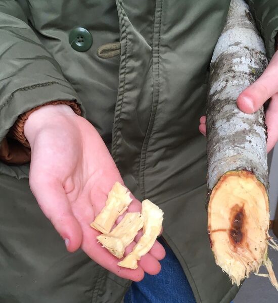 Beaver chips and section of cut sapling, Vancouver Island, British Columbia.
