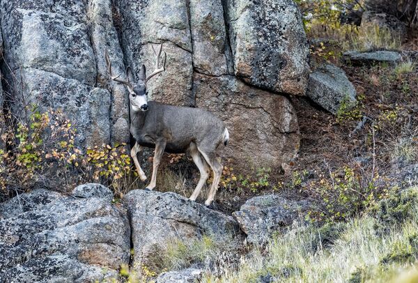 Rocky Mountain mule deer (<em>Odocoileus hemionus</em> subsp. <em>hemionus</em>).