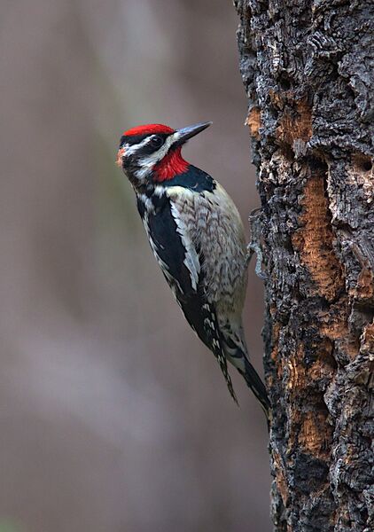 A male, red-naped sapsucker (<em>Sphyrapicus nuchalis</em>) feeds from holes drilled into a tree near Nelson, British Columbia, Canada.