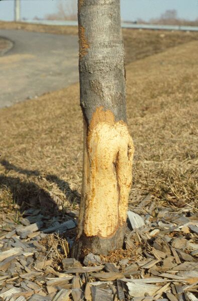 Bark stripped from an ornamental planting of Norway maple (Acer platanoides) by a meadow vole (<em>Microtus pennsylvanicus</em>).