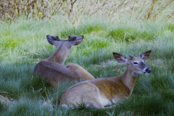 Resting white-tailed deer (<em>Odocoileus virginianus).</em>