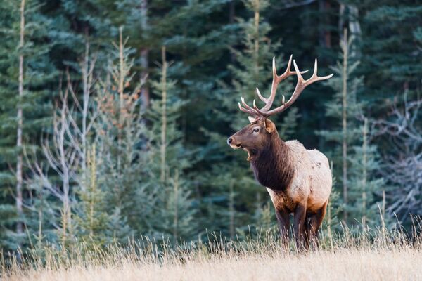 Elk or wapiti (<em>Cervus canadensis).</em>