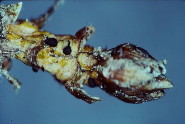 Scleroderris canker - pycnidia near bud of red pine